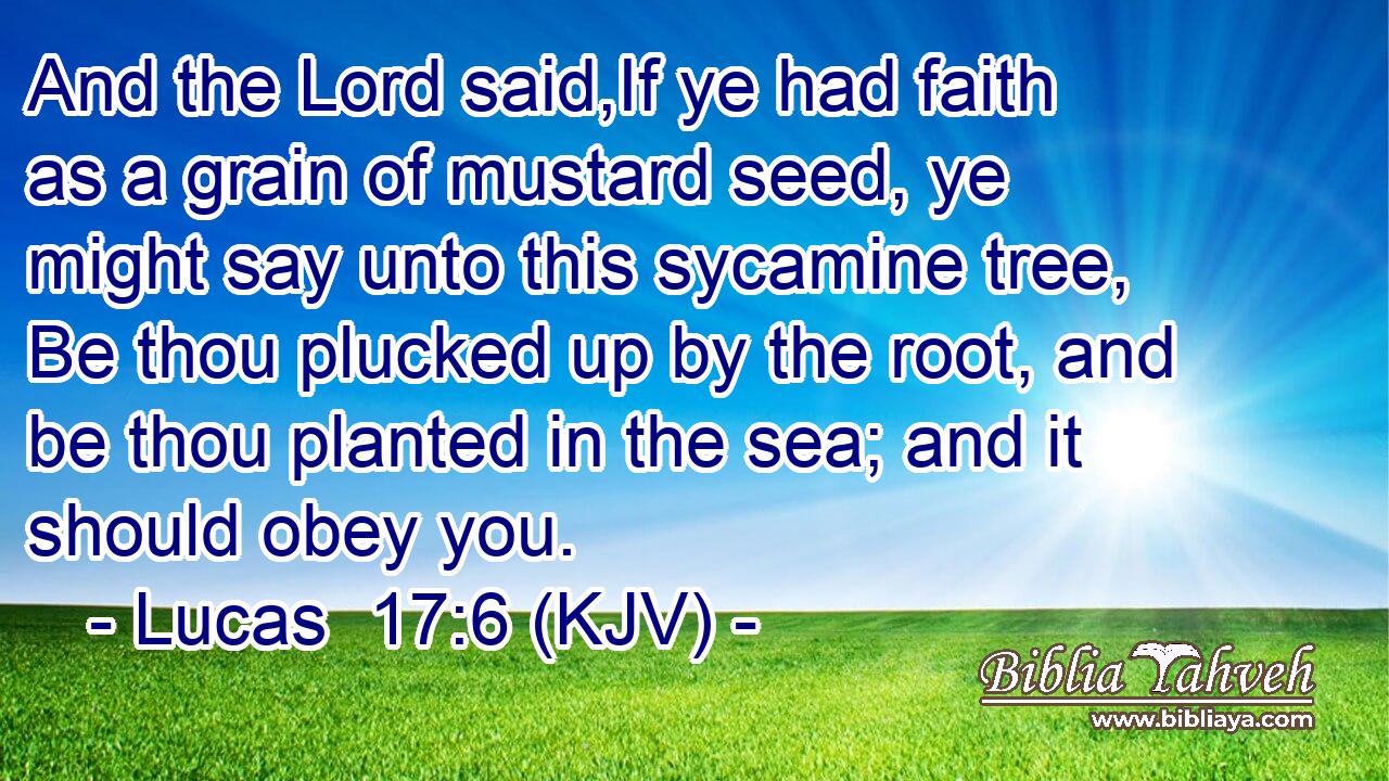 And the Lord said,If ye had faith as a grain of mustard seed, ye might say unto this sycamine tree, Be thou plucked up by the root, and be thou planted in the sea; and it should obey you.