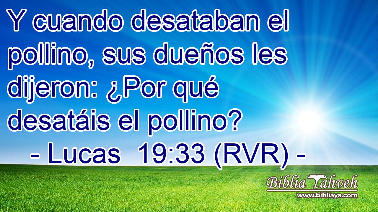 Y cuando desataban el pollino, sus dueños les dijeron: ¿Por qué desatáis el pollino?