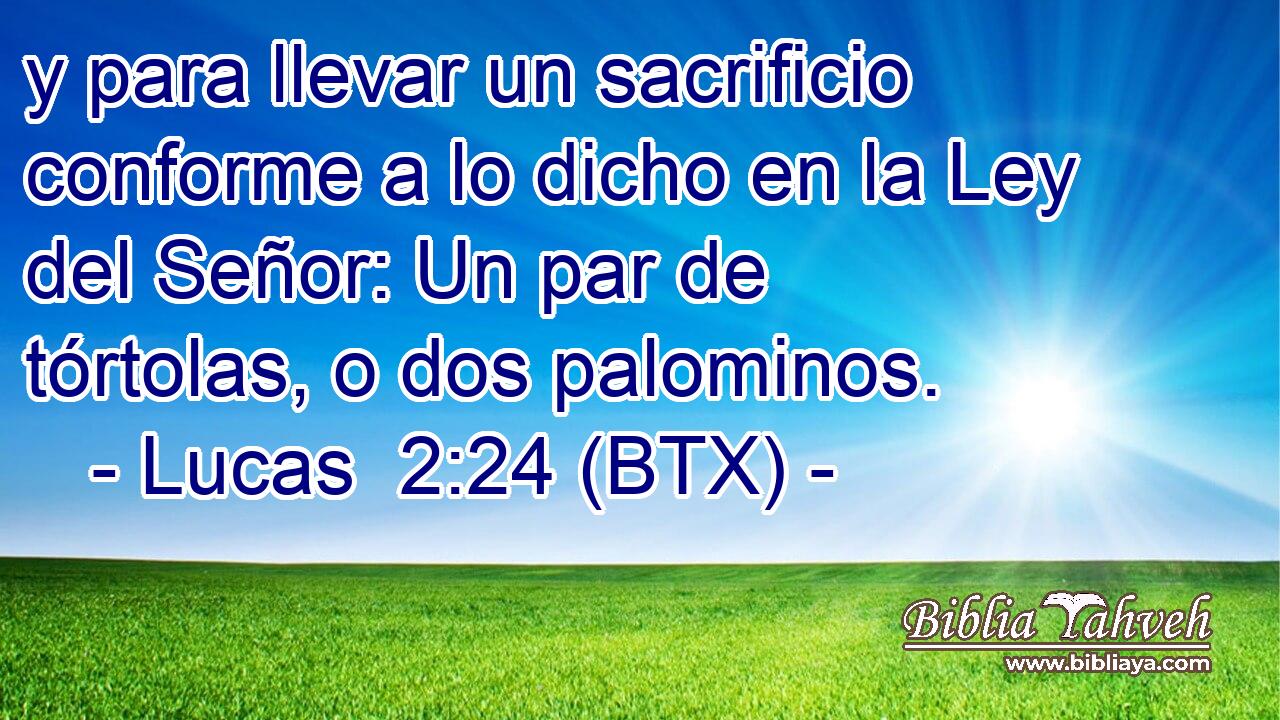 y para llevar un sacrificio conforme a lo dicho en la Ley del Señor: Un par de tórtolas, o dos palominos.
