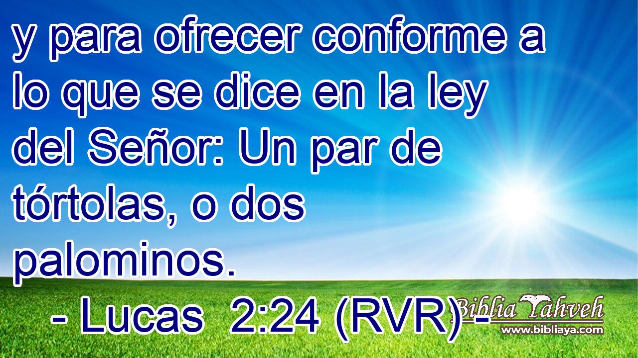y para ofrecer conforme a lo que se dice en la ley del Señor: Un par de tórtolas, o dos palominos.