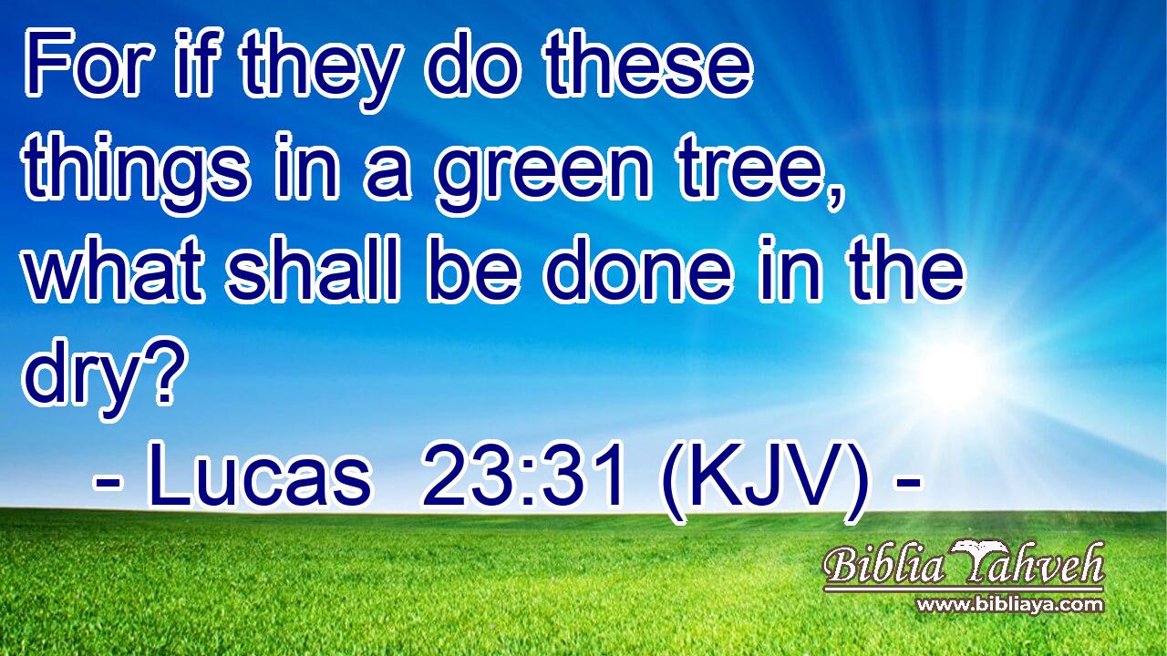 For if they do these things in a green tree, what shall be done in the dry?