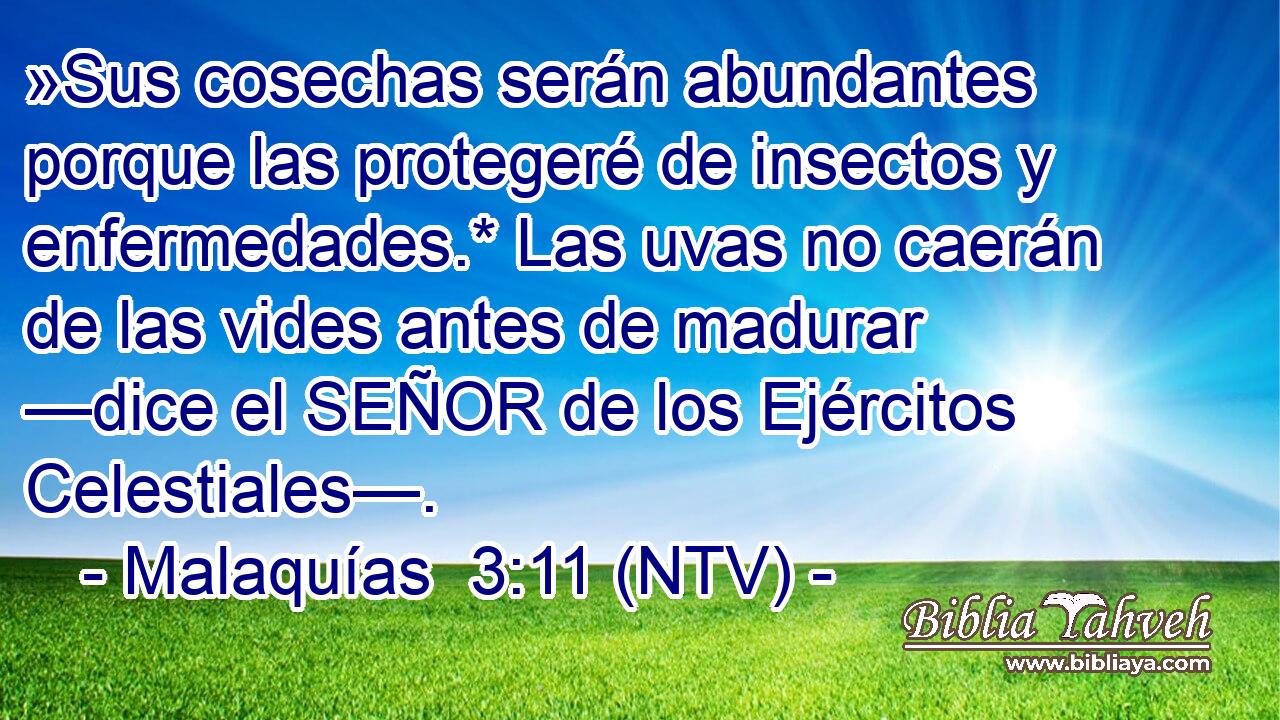 »Sus cosechas serán abundantes porque las protegeré de insectos y enfermedades.* Las uvas no caerán de las vides antes de madurar —dice el SEÑOR de los Ejércitos Celestiales—.