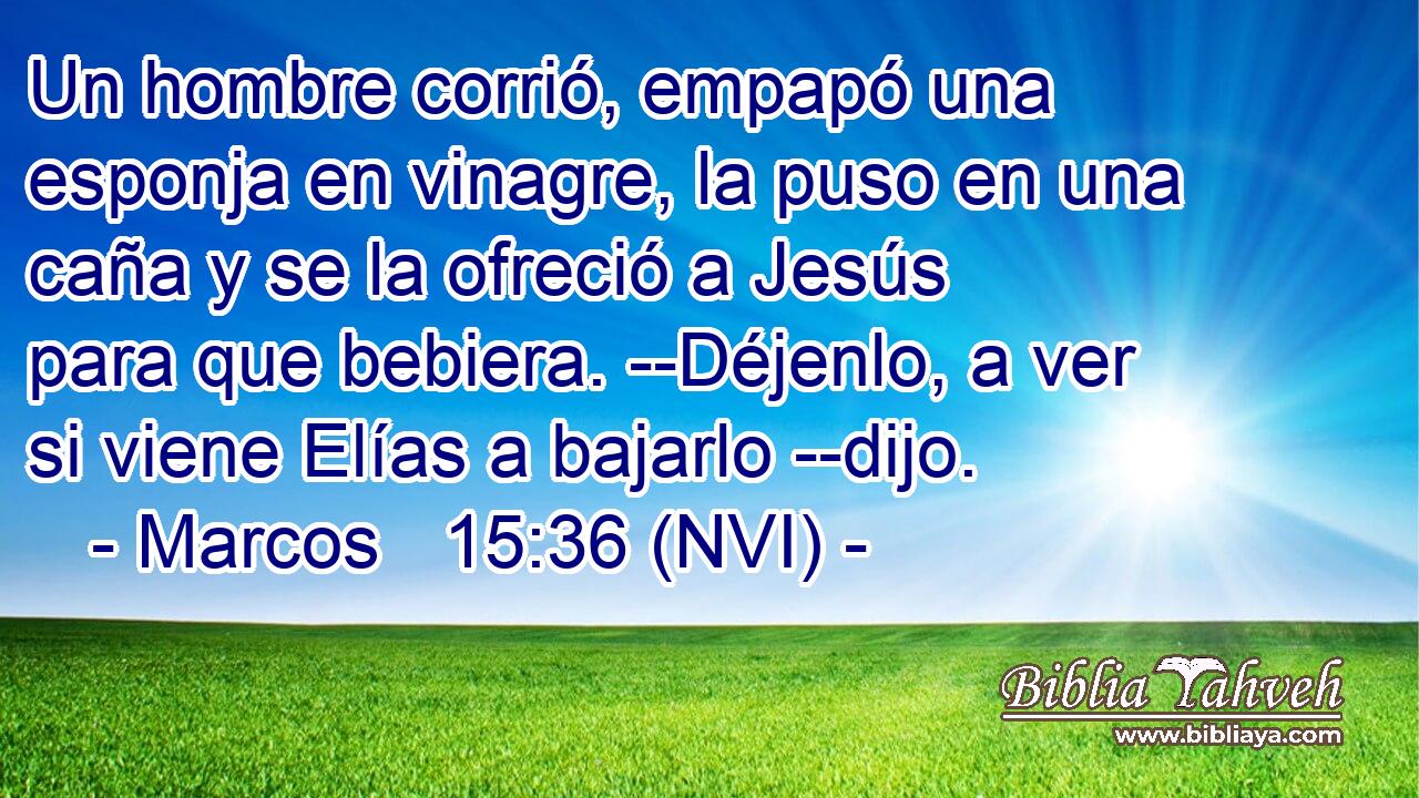  Un hombre corrió, empapó una esponja en vinagre, la puso en una caña y se la ofreció a Jesús para que bebiera. --Déjenlo, a ver si viene Elías a bajarlo --dijo. 