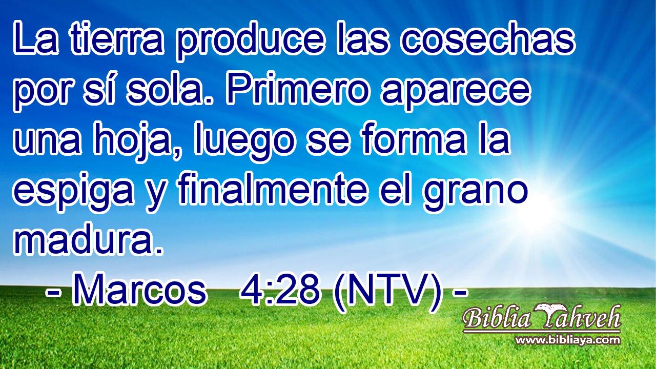 La tierra produce las cosechas por sí sola. Primero aparece una hoja, luego se forma la espiga y finalmente el grano madura.