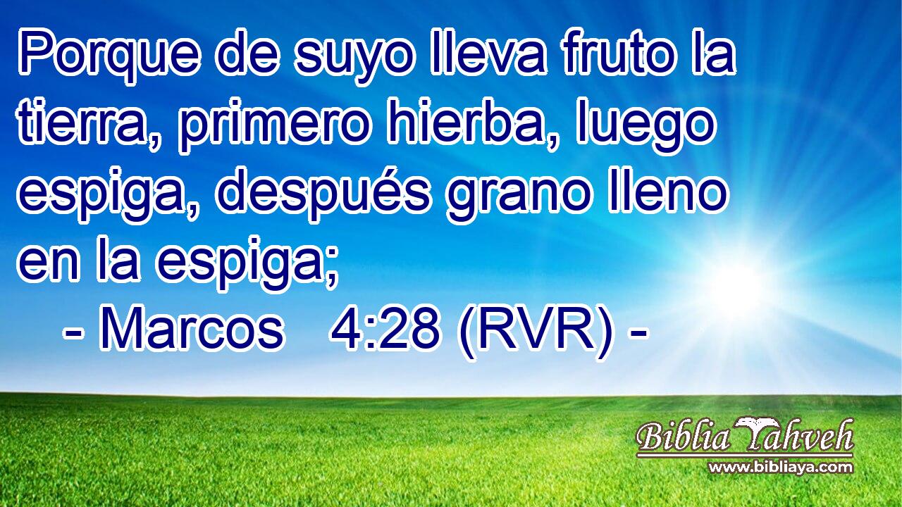 Porque de suyo lleva fruto la tierra, primero hierba, luego espiga, después grano lleno en la espiga;