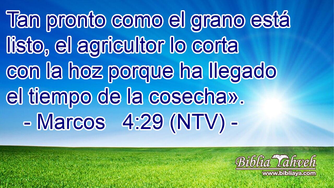 Tan pronto como el grano está listo, el agricultor lo corta con la hoz porque ha llegado el tiempo de la cosecha».
