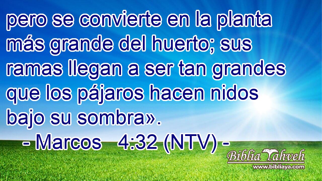 pero se convierte en la planta más grande del huerto; sus ramas llegan a ser tan grandes que los pájaros hacen nidos bajo su sombra».