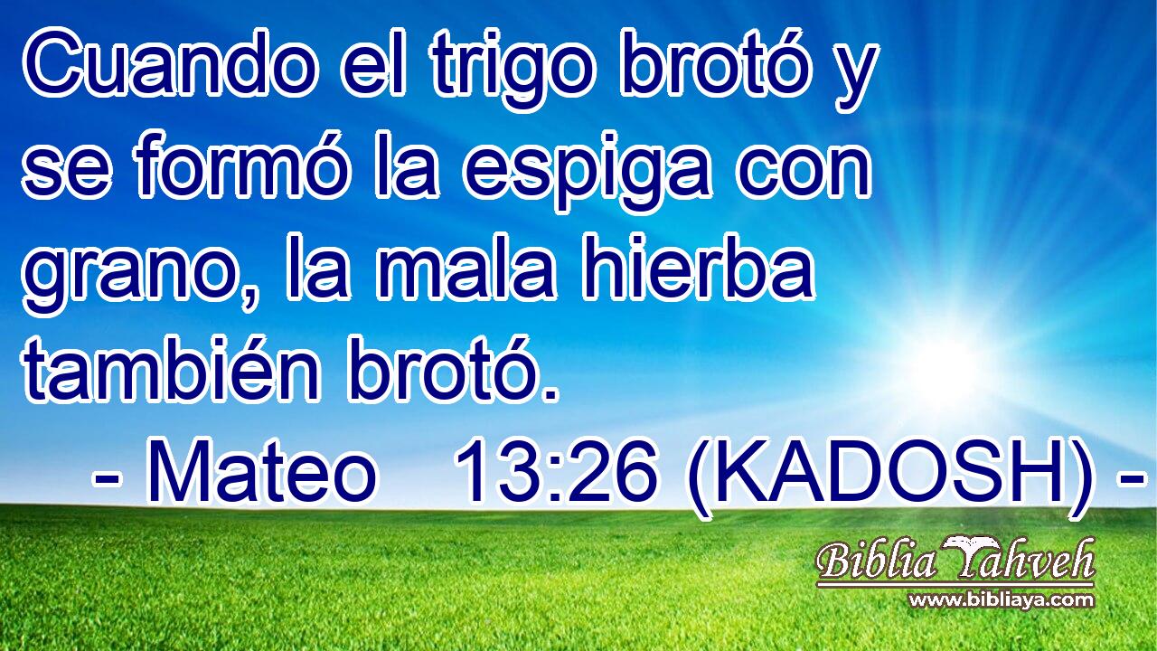  Cuando el trigo brotó y se formó la espiga con grano, la mala hierba también brotó. 