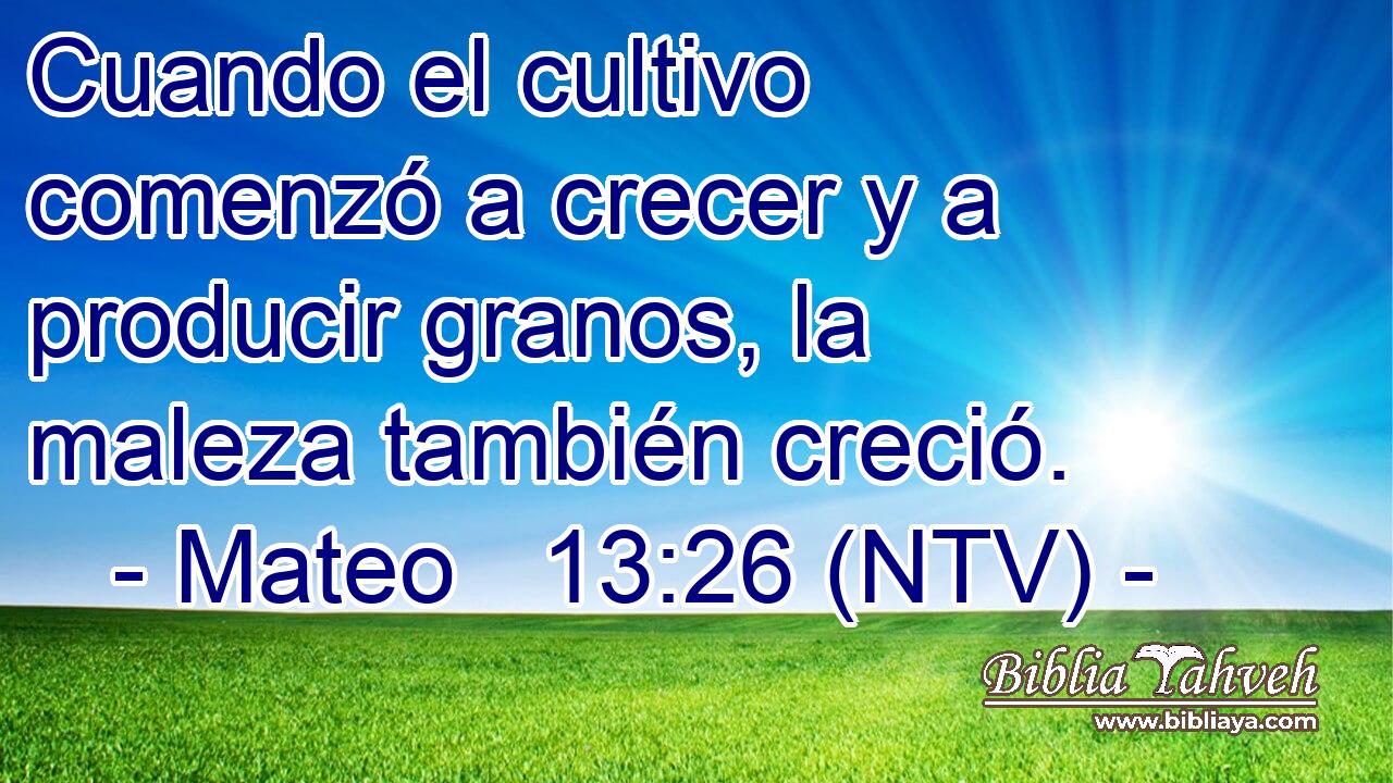 Cuando el cultivo comenzó a crecer y a producir granos, la maleza también creció.