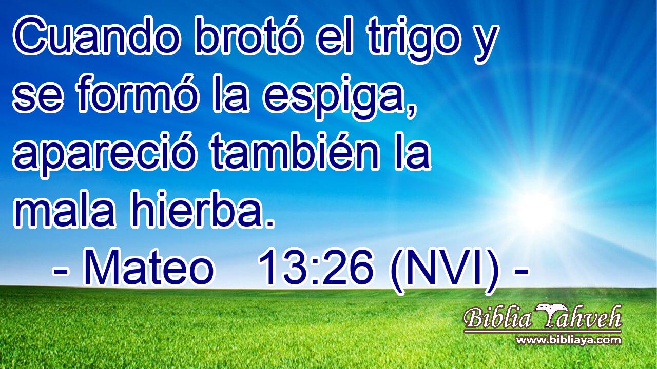  Cuando brotó el trigo y se formó la espiga, apareció también la mala hierba. 