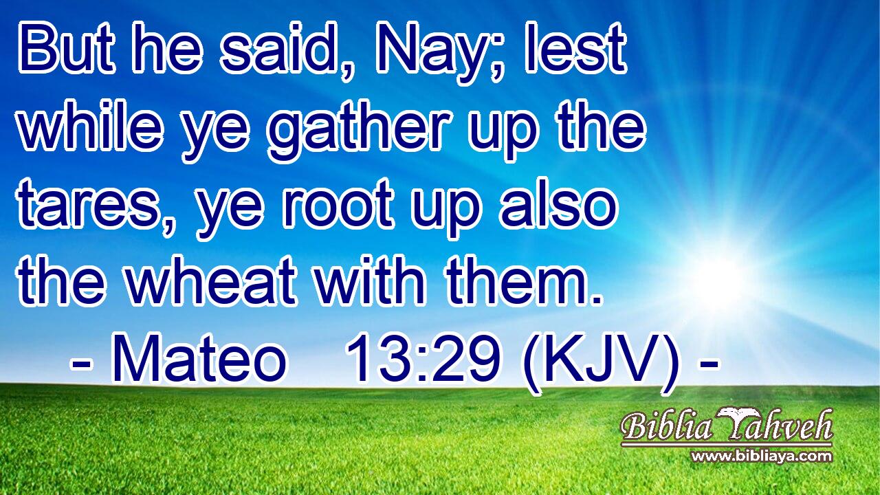 But he said, Nay; lest while ye gather up the tares, ye root up also the wheat with them.