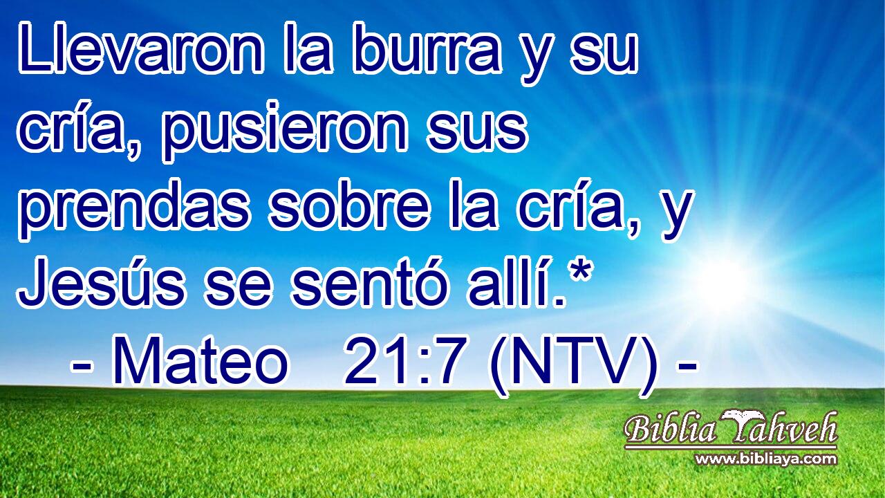 Llevaron la burra y su cría, pusieron sus prendas sobre la cría, y Jesús se sentó allí.*