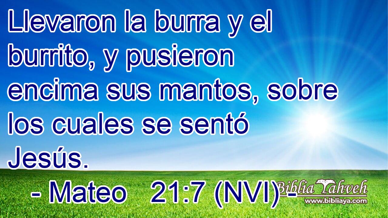  Llevaron la burra y el burrito, y pusieron encima sus mantos, sobre los cuales se sentó Jesús. 