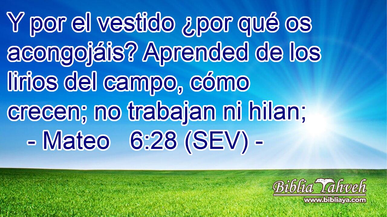 Y por el vestido ¿por qué os acongojáis? Aprended de los lirios del campo, cómo crecen; no trabajan ni hilan;
