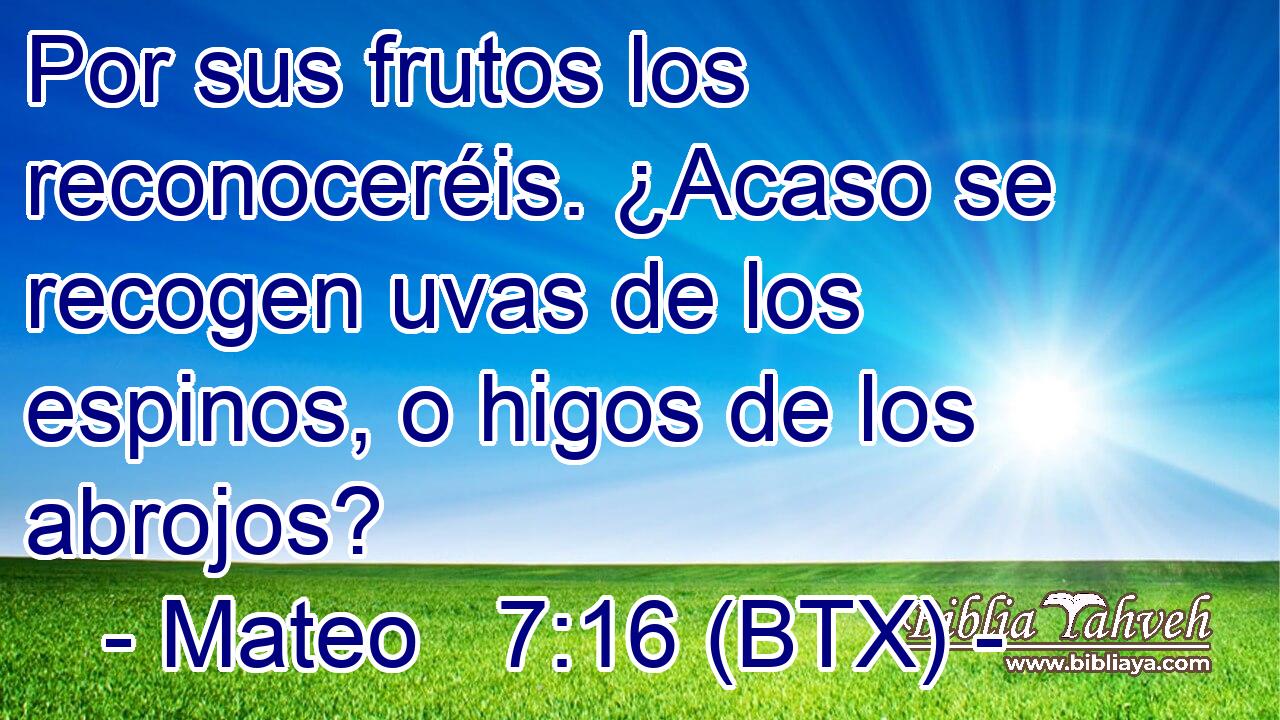 Por sus frutos los reconoceréis. ¿Acaso se recogen uvas de los espinos, o higos de los abrojos?