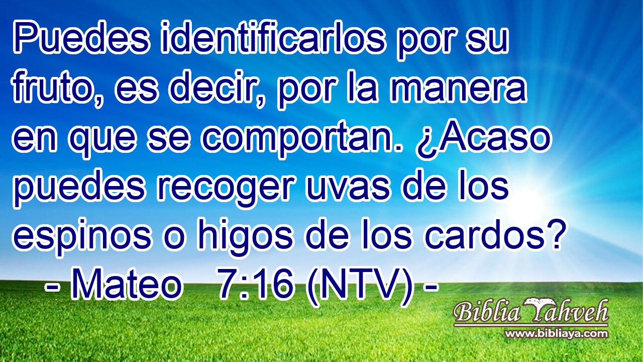 Puedes identificarlos por su fruto, es decir, por la manera en que se comportan. ¿Acaso puedes recoger uvas de los espinos o higos de los cardos?