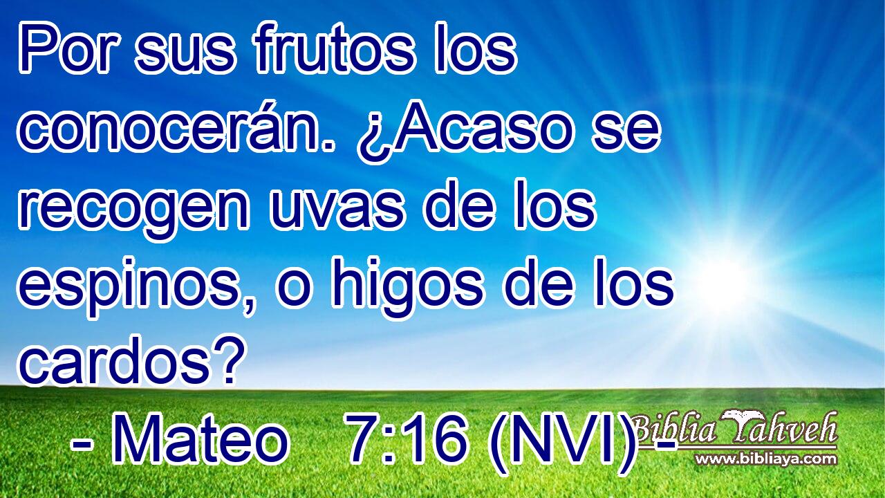  Por sus frutos los conocerán. ¿Acaso se recogen uvas de los espinos, o higos de los cardos? 
