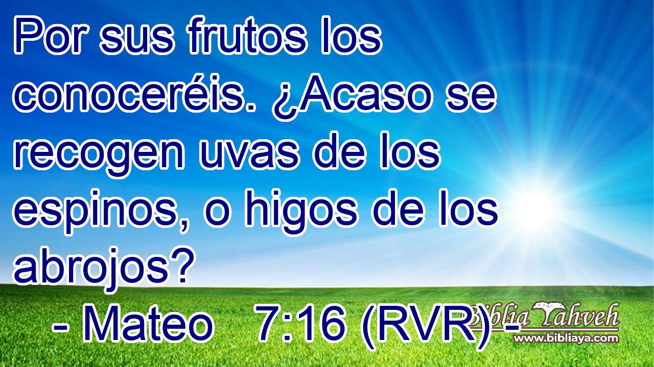 Por sus frutos los conoceréis. ¿Acaso se recogen uvas de los espinos, o higos de los abrojos?