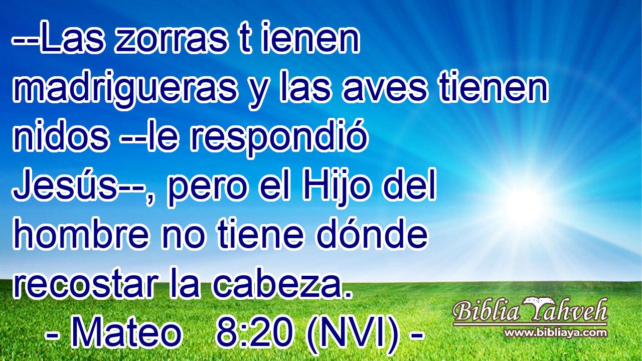  --Las zorras t ienen madrigueras y las aves tienen nidos --le respondió Jesús--, pero el Hijo del hombre no tiene dónde recostar la cabeza. 