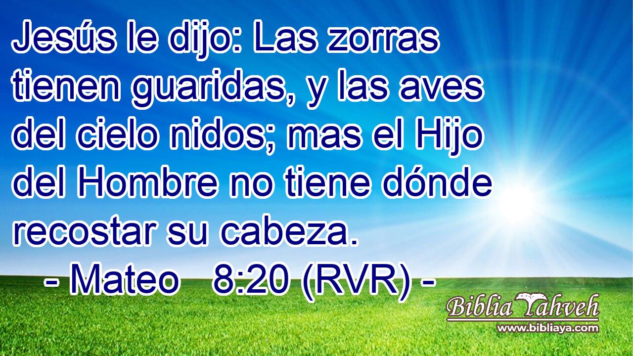 Jesús le dijo: Las zorras tienen guaridas, y las aves del cielo nidos; mas el Hijo del Hombre no tiene dónde recostar su cabeza.