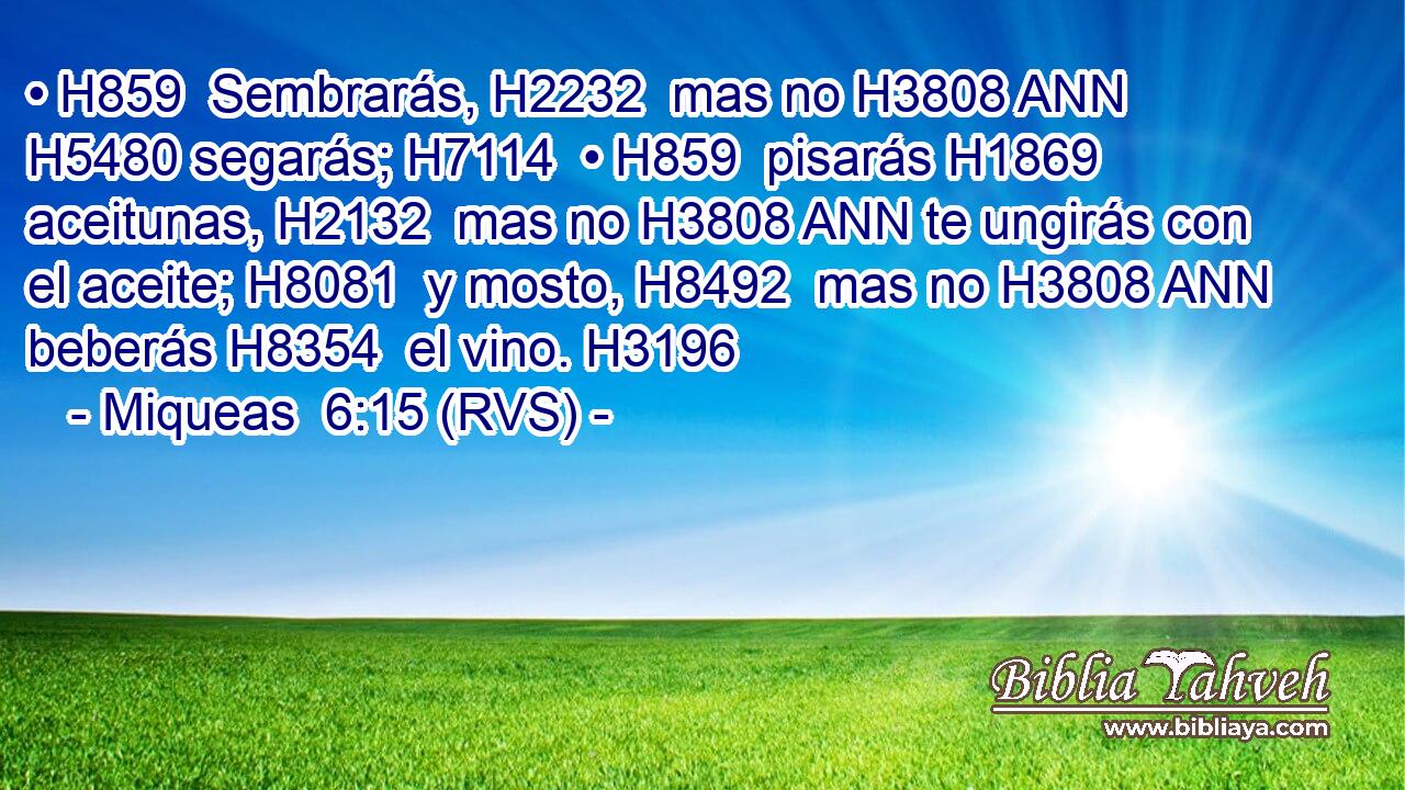 • H859  Sembrarás, H2232  mas no H3808 ANN H5480 segarás; H7114  • H859  pisarás H1869  aceitunas, H2132  mas no H3808 ANN te ungirás con el aceite; H8081  y mosto, H8492  mas no H3808 ANN beberás H8354  el vino. H3196  