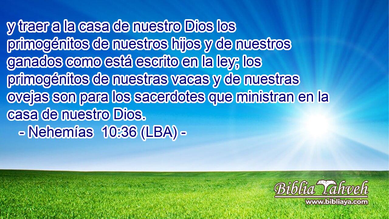 y traer a la casa de nuestro Dios los primogénitos de nuestros hijos y de nuestros ganados como está escrito en la ley; los primogénitos de nuestras vacas y de nuestras ovejas son para los sacerdotes que ministran en la casa de nuestro Dios.