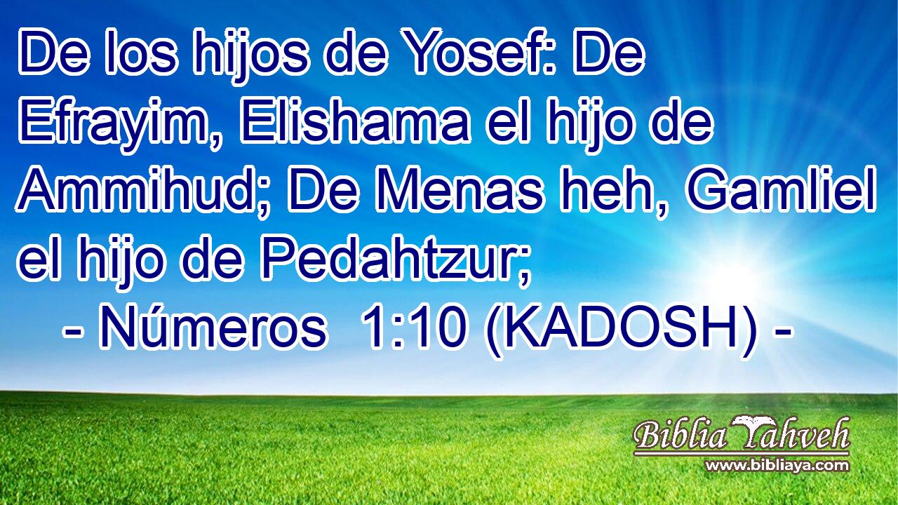  De los hijos de Yosef: De Efrayim, Elishama el hijo de Ammihud; De Menas heh, Gamliel el hijo de Pedahtzur; 
