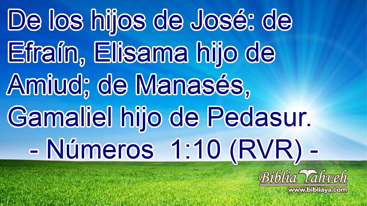 De los hijos de José: de Efraín, Elisama hijo de Amiud; de Manasés, Gamaliel hijo de Pedasur.