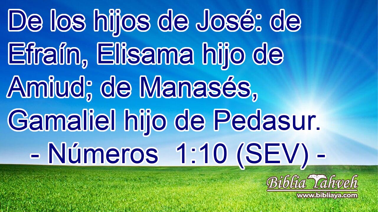 De los hijos de José: de Efraín, Elisama hijo de Amiud; de Manasés, Gamaliel hijo de Pedasur.