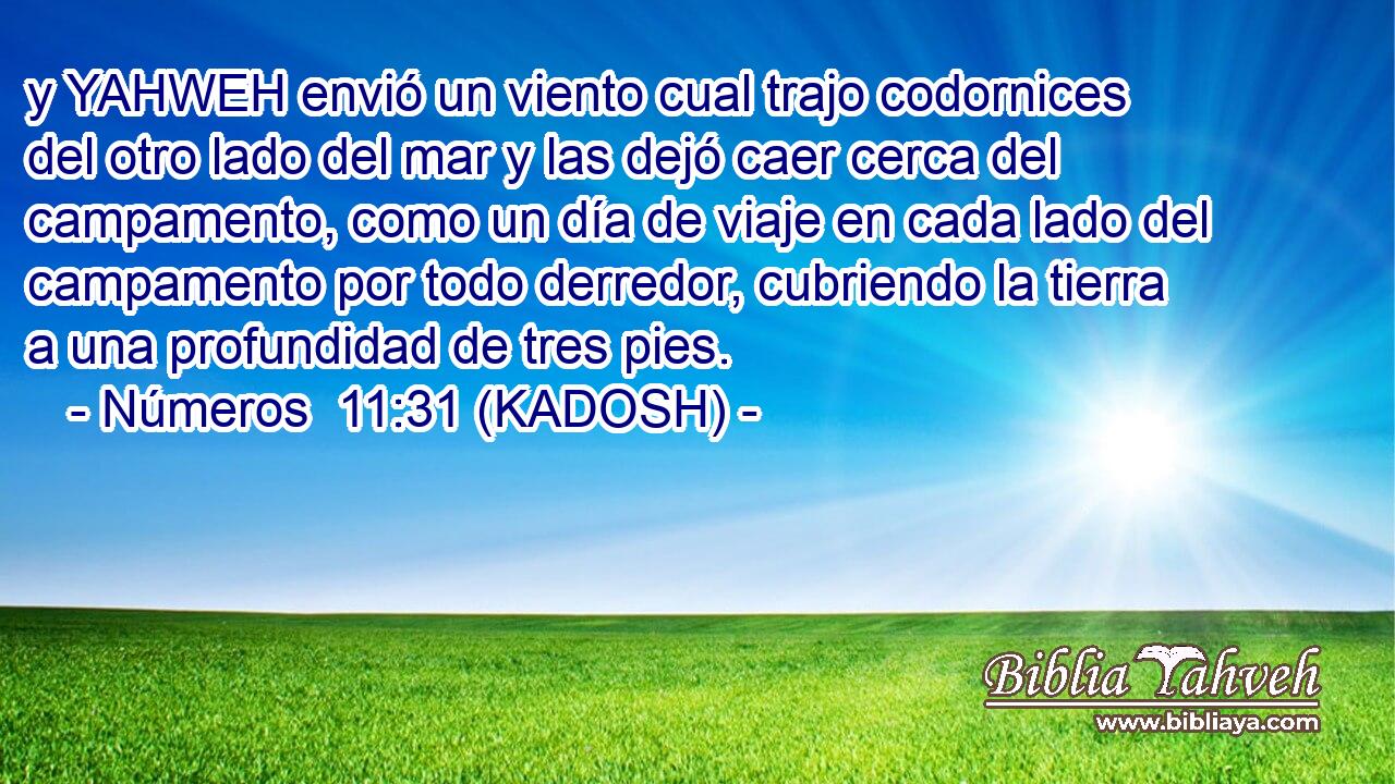  y YAHWEH envió un viento cual trajo codornices del otro lado del mar y las dejó caer cerca del campamento, como un día de viaje en cada lado del campamento por todo derredor, cubriendo la tierra a una profundidad de tres pies. 