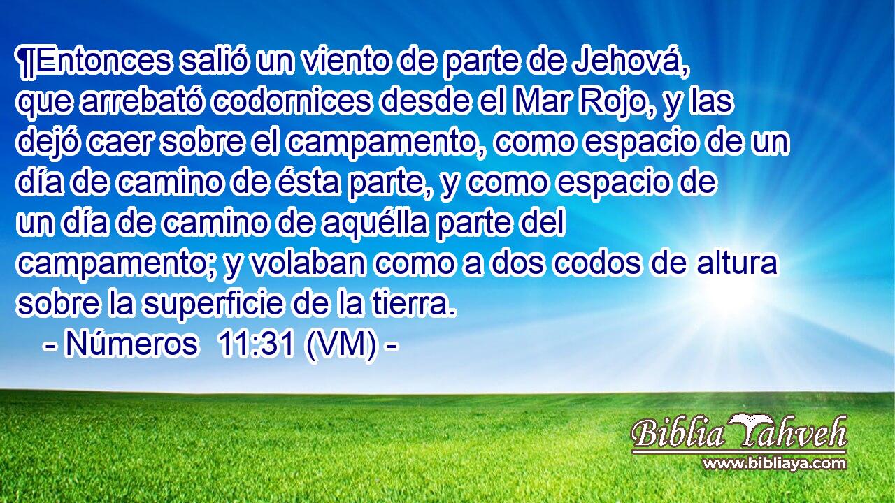  ¶Entonces salió un viento de parte de Jehová, que arrebató codornices desde el Mar Rojo, y las dejó caer sobre el campamento, como espacio de un día de camino de ésta parte, y como espacio de un día de camino de aquélla parte del campamento; y volaban como a dos codos de altura sobre la superficie de la tierra. 