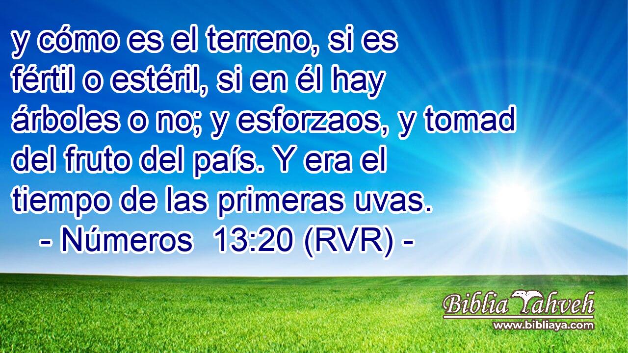 y cómo es el terreno, si es fértil o estéril, si en él hay árboles o no; y esforzaos, y tomad del fruto del país. Y era el tiempo de las primeras uvas.