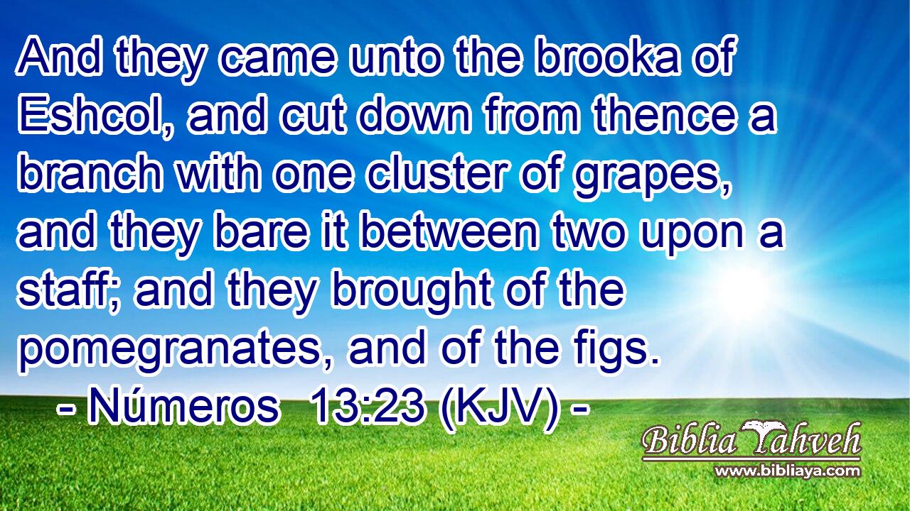 And they came unto the brooka of Eshcol, and cut down from thence a branch with one cluster of grapes, and they bare it between two upon a staff; and they brought of the pomegranates, and of the figs.