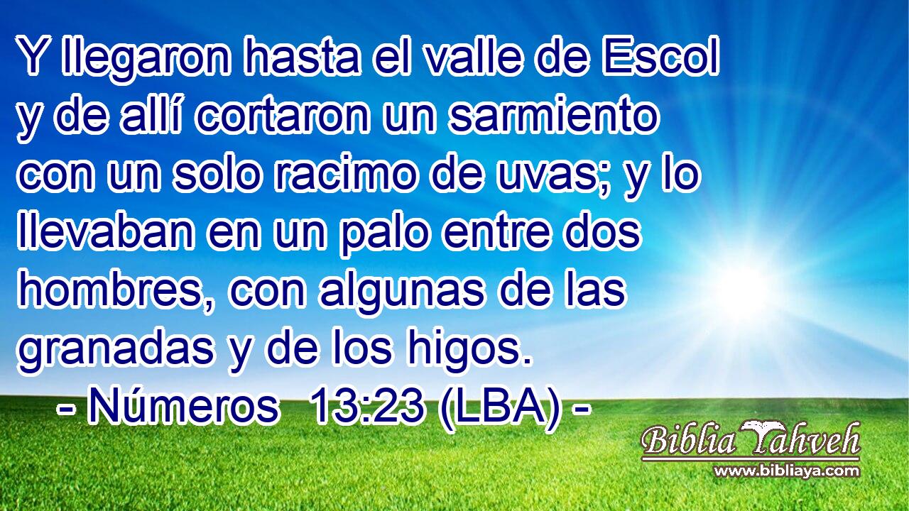 Y llegaron hasta el valle de Escol y de allí cortaron un sarmiento con un solo racimo de uvas; y lo llevaban en un palo entre dos hombres, con algunas de las granadas y de los higos.