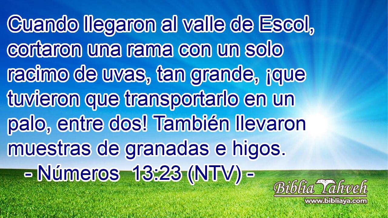 Cuando llegaron al valle de Escol, cortaron una rama con un solo racimo de uvas, tan grande, ¡que tuvieron que transportarlo en un palo, entre dos! También llevaron muestras de granadas e higos.