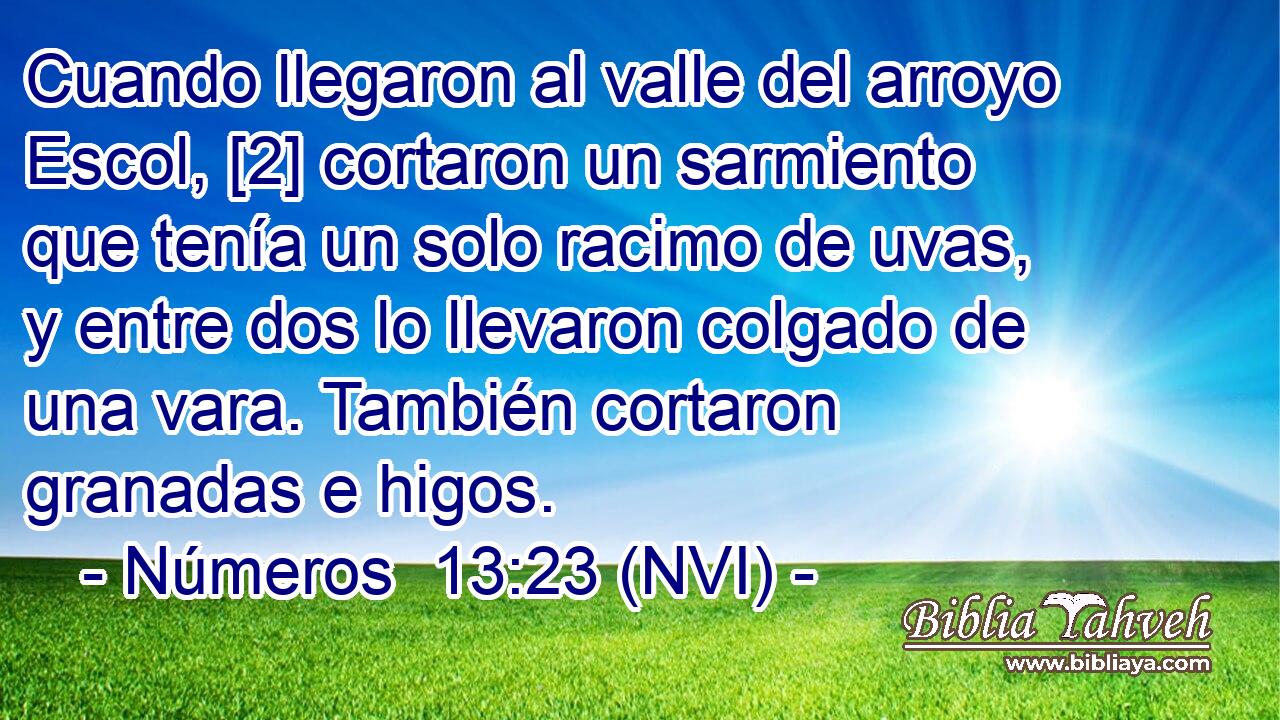  Cuando llegaron al valle del arroyo Escol, [2] cortaron un sarmiento que tenía un solo racimo de uvas, y entre dos lo llevaron colgado de una vara. También cortaron granadas e higos. 
