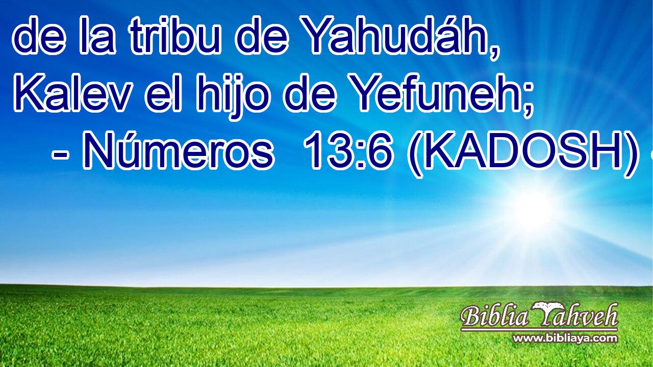  de la tribu de Yahudáh, Kalev el hijo de Yefuneh; 