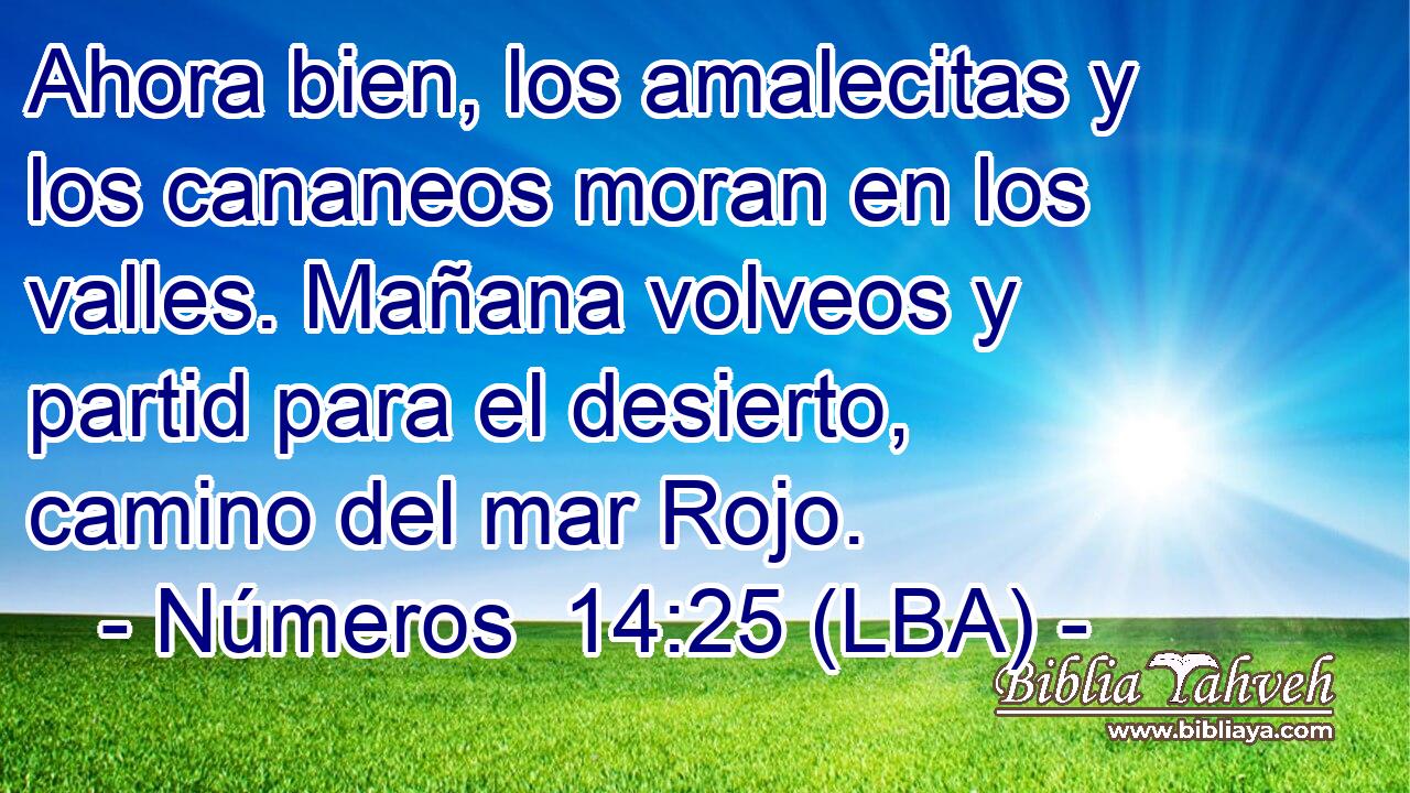 Ahora bien, los amalecitas y los cananeos moran en los valles. Mañana volveos y partid para el desierto, camino del mar Rojo.