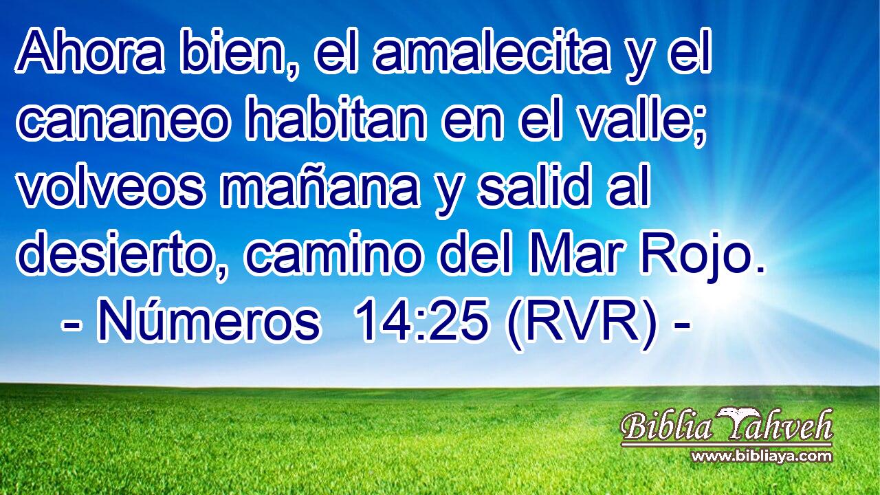 Ahora bien, el amalecita y el cananeo habitan en el valle; volveos mañana y salid al desierto, camino del Mar Rojo.