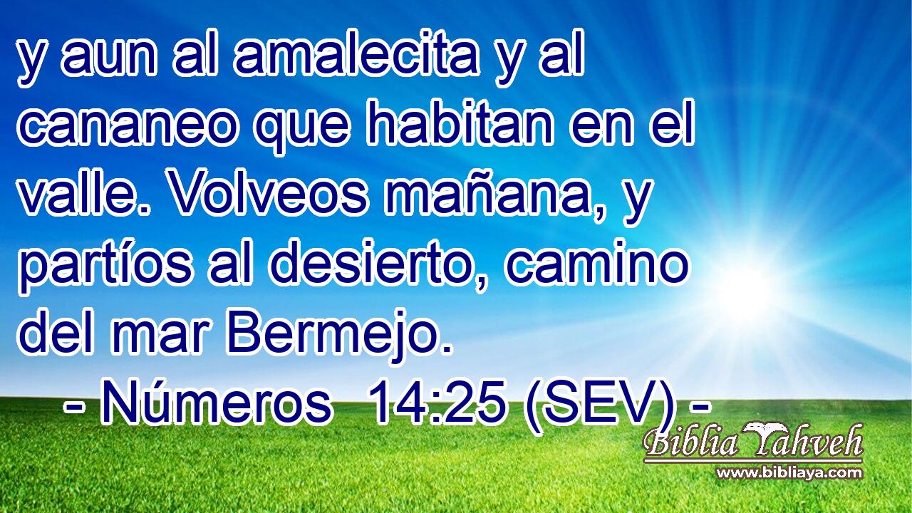 y aun al amalecita y al cananeo que habitan en el valle. Volveos mañana, y partíos al desierto, camino del mar Bermejo.