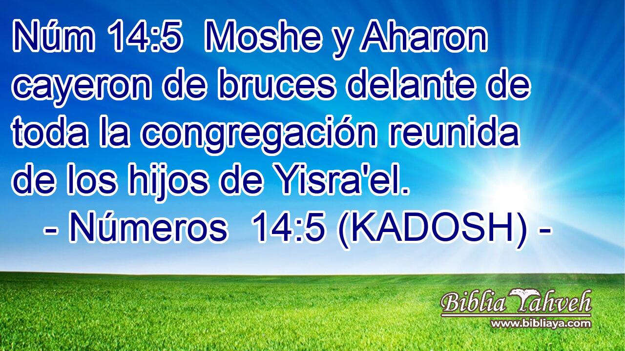  Moshe y Aharon cayeron de bruces delante de toda la congregación reunida de los hijos de Yisra'el. 