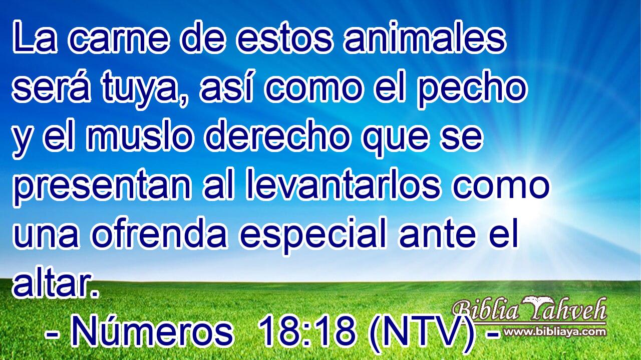 La carne de estos animales será tuya, así como el pecho y el muslo derecho que se presentan al levantarlos como una ofrenda especial ante el altar.