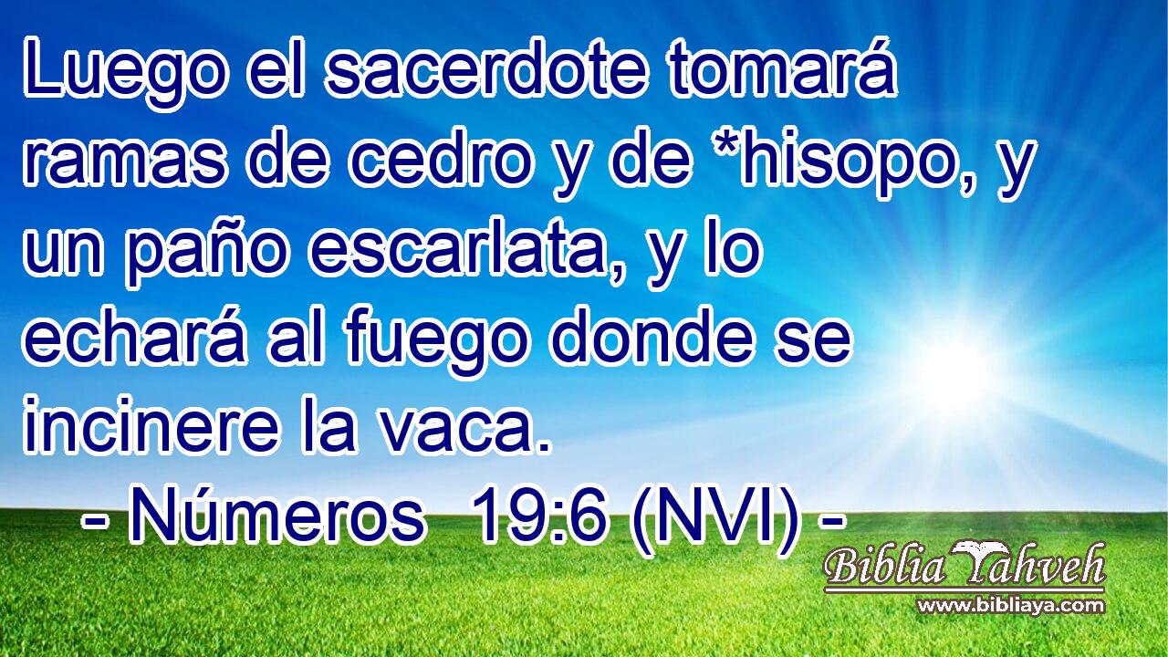  Luego el sacerdote tomará ramas de cedro y de *hisopo, y un paño escarlata, y lo echará al fuego donde se incinere la vaca. 