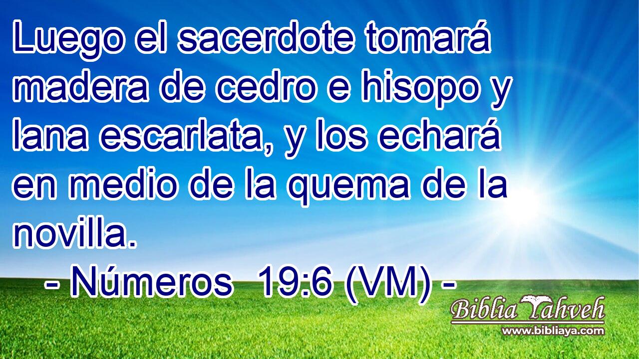  Luego el sacerdote tomará madera de cedro e hisopo y lana escarlata, y los echará en medio de la quema de la novilla. 