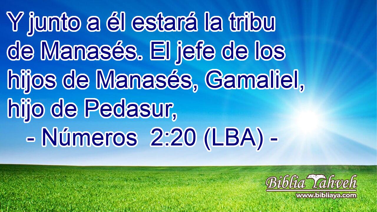 Y junto a él estará la tribu de Manasés. El jefe de los hijos de Manasés, Gamaliel, hijo de Pedasur,