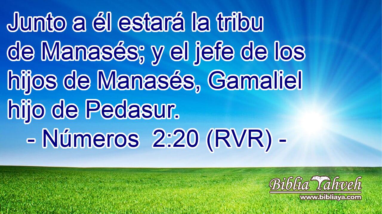 Junto a él estará la tribu de Manasés; y el jefe de los hijos de Manasés, Gamaliel hijo de Pedasur.