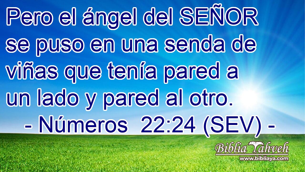 Pero el ángel del SEÑOR se puso en una senda de viñas que tenía pared a un lado y pared al otro.