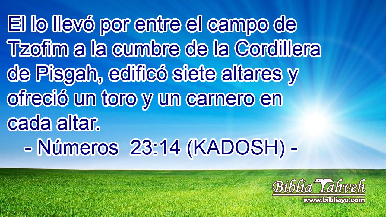  El lo llevó por entre el campo de Tzofim a la cumbre de la Cordillera de Pisgah, edificó siete altares y ofreció un toro y un carnero en cada altar. 