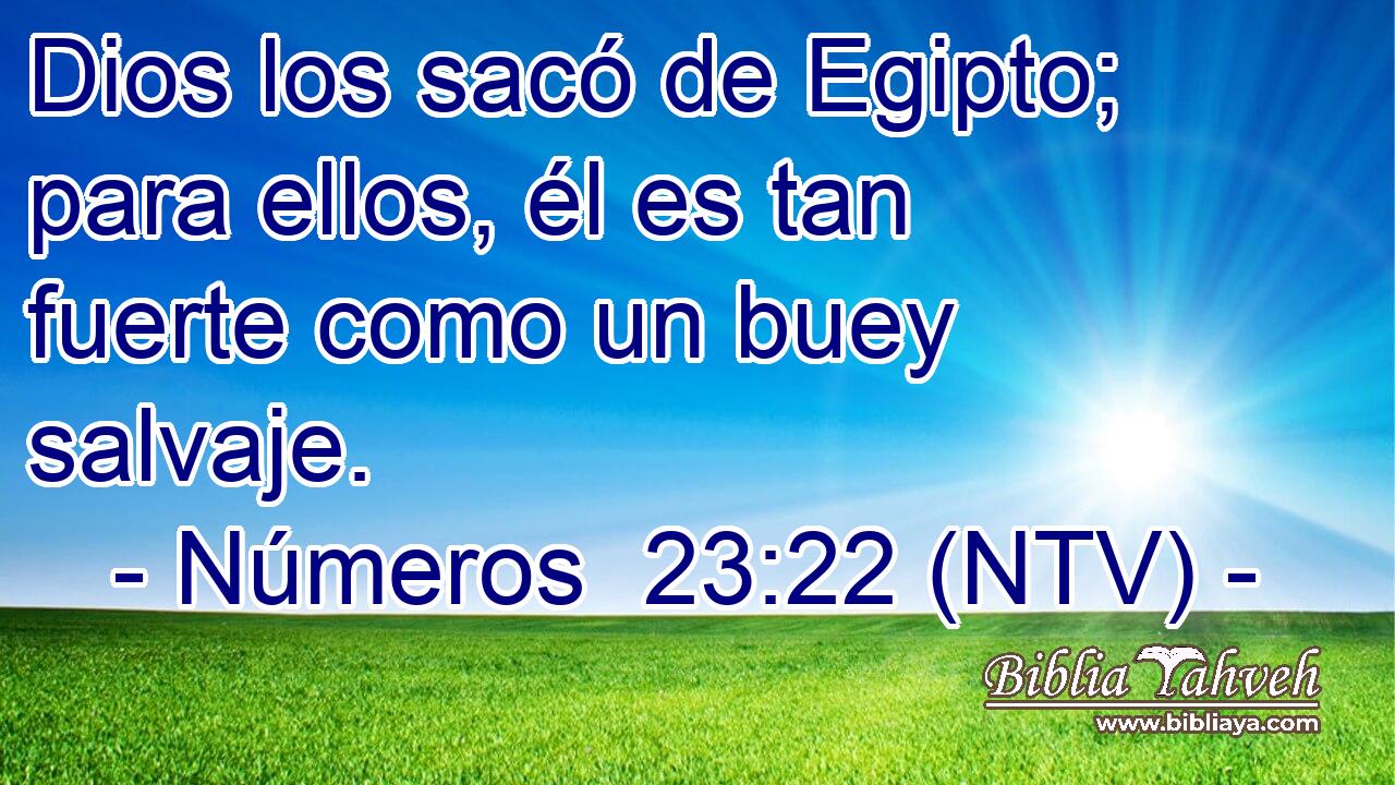 Dios los sacó de Egipto; para ellos, él es tan fuerte como un buey salvaje.