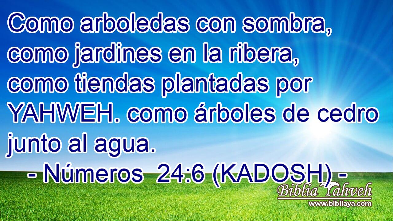  Como arboledas con sombra, como jardines en la ribera, como tiendas plantadas por YAHWEH. como árboles de cedro junto al agua. 